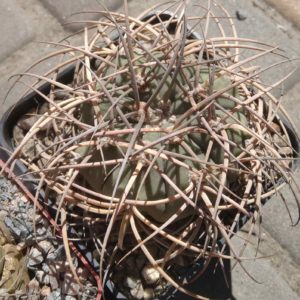 Gymn. cardenasianum -s