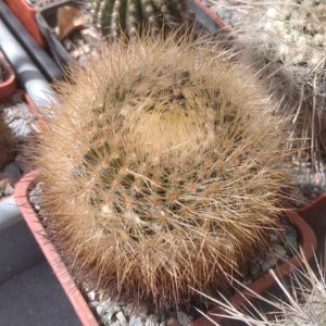 Matucana spec. -Koehres- s