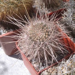 Lobivia aurea v. leucomala R116 -MG- s