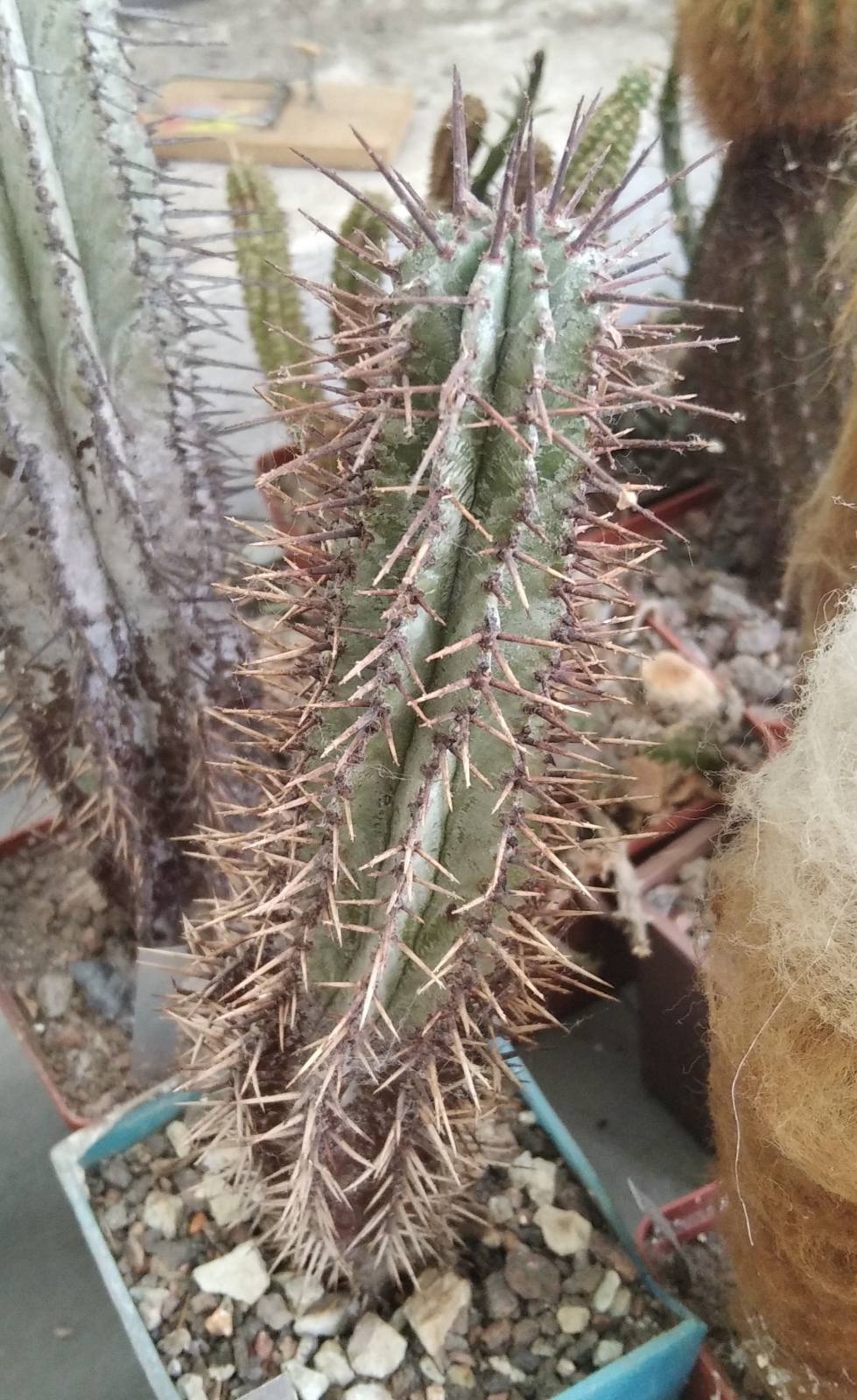 Euphorbia horrida -s