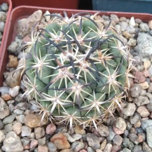 Coryphantha tripugionacantha -s