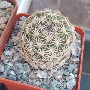 Echinomastus erectocentrus -s