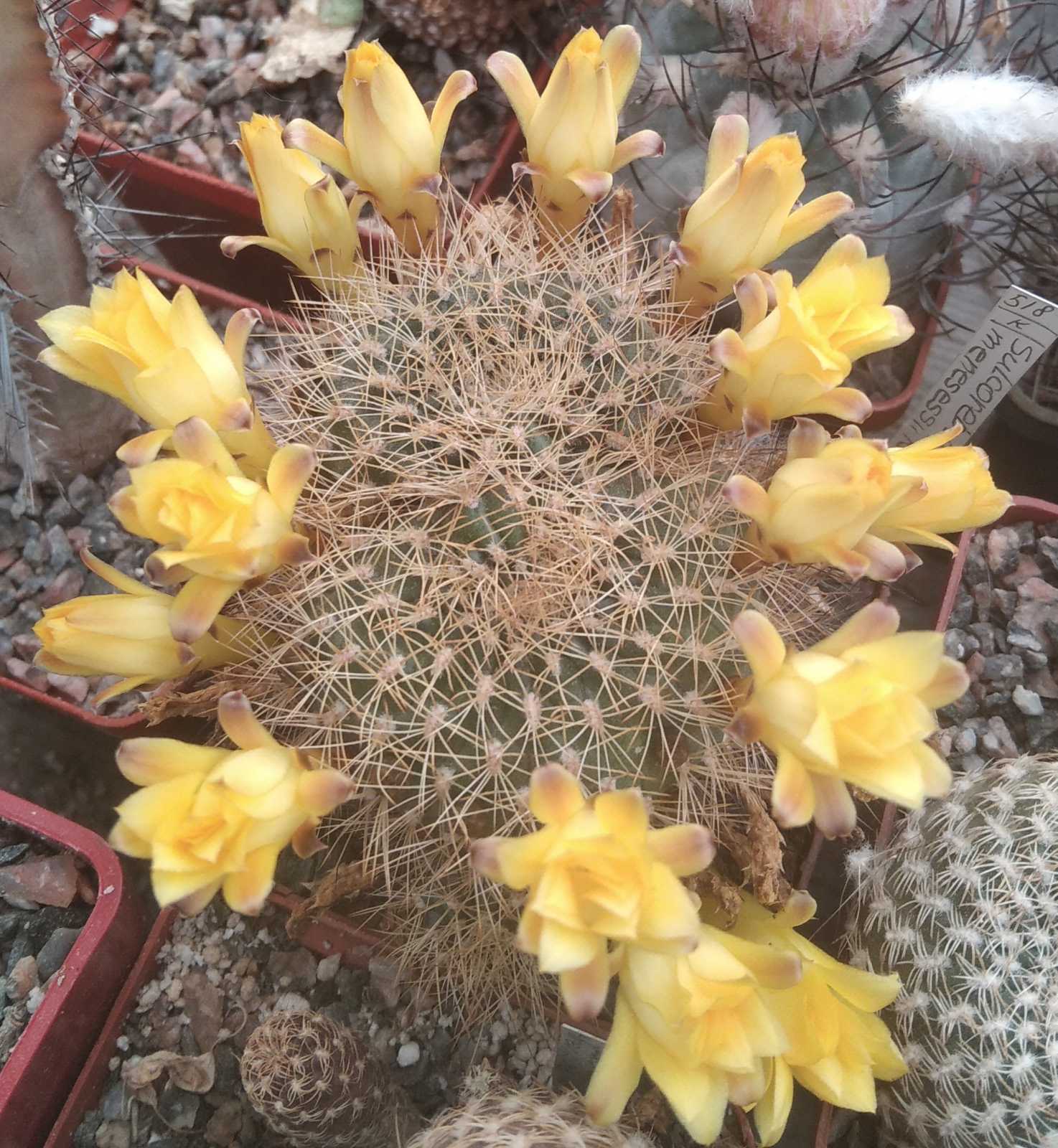 Sulcorebutia  menesesii -Plapp-