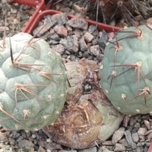 Tephrocactus aoracanthus BKN29A -P.Kupcak- дітки-
