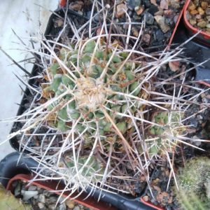 Mammillaria tolimensis -s