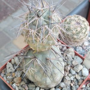 Tephrocactus bruchii -Koehres-