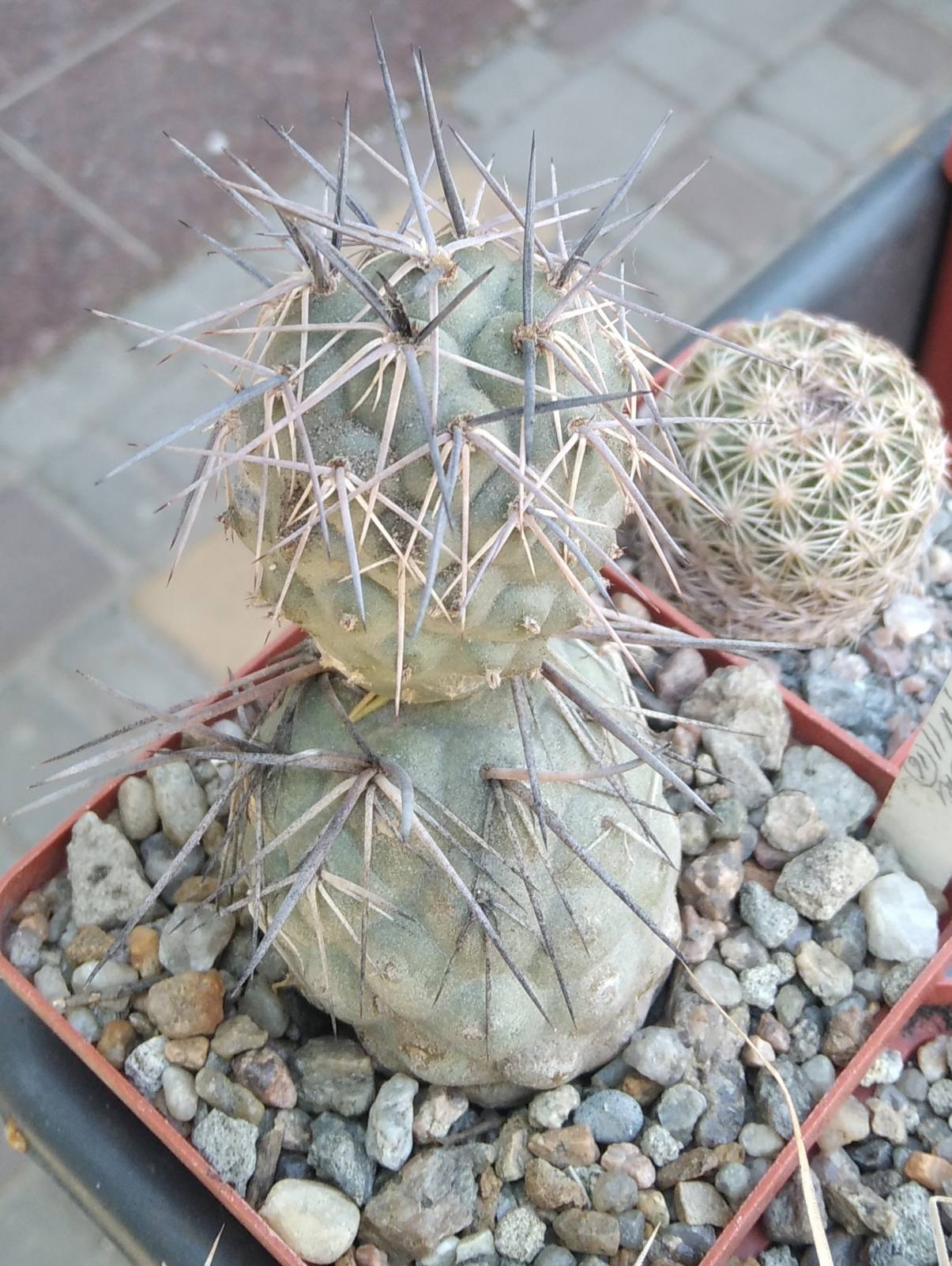 Tephrocactus bruchii -Koehres-
