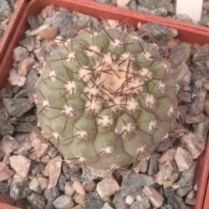 Copiapoa columna-alba JN1926 -s