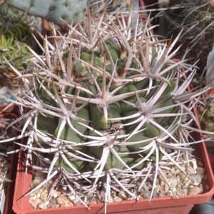 Gymnocalycium ferocior -s
