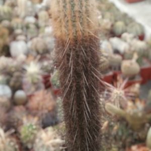 Espostoa lanata KK292 -MG- h-38cm-