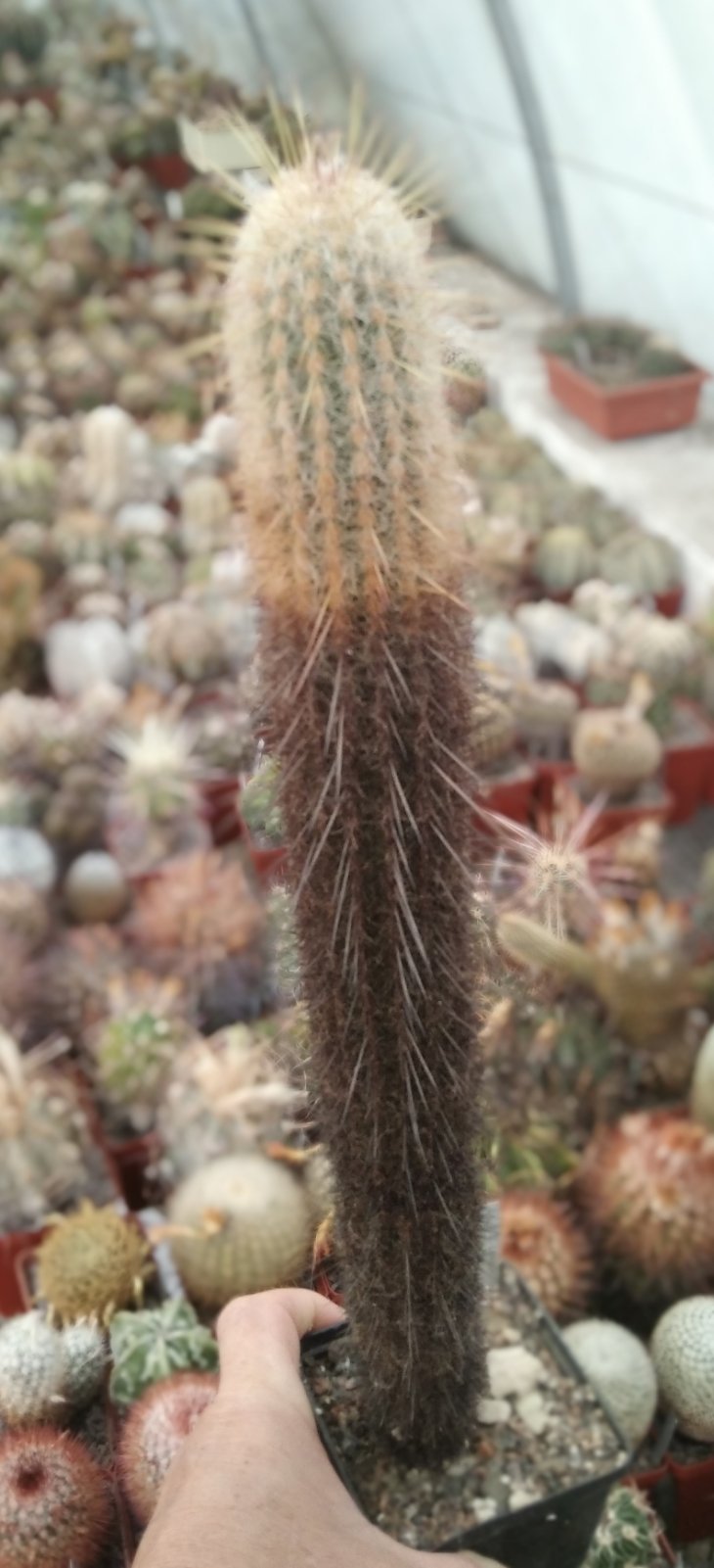 Espostoa lanata KK292 -MG- h-38cm-
