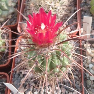 Parodia suprema -s
