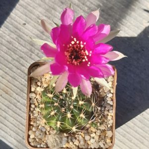 Lobivia tiegeliana 'pusilla' R90
