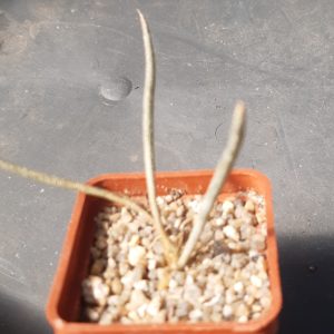 Astrophytum (Digitostigma) caput-medusae PP1569 Nuevo Leon, Mex