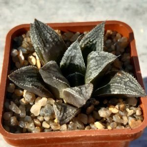 Haworthia multihybrid