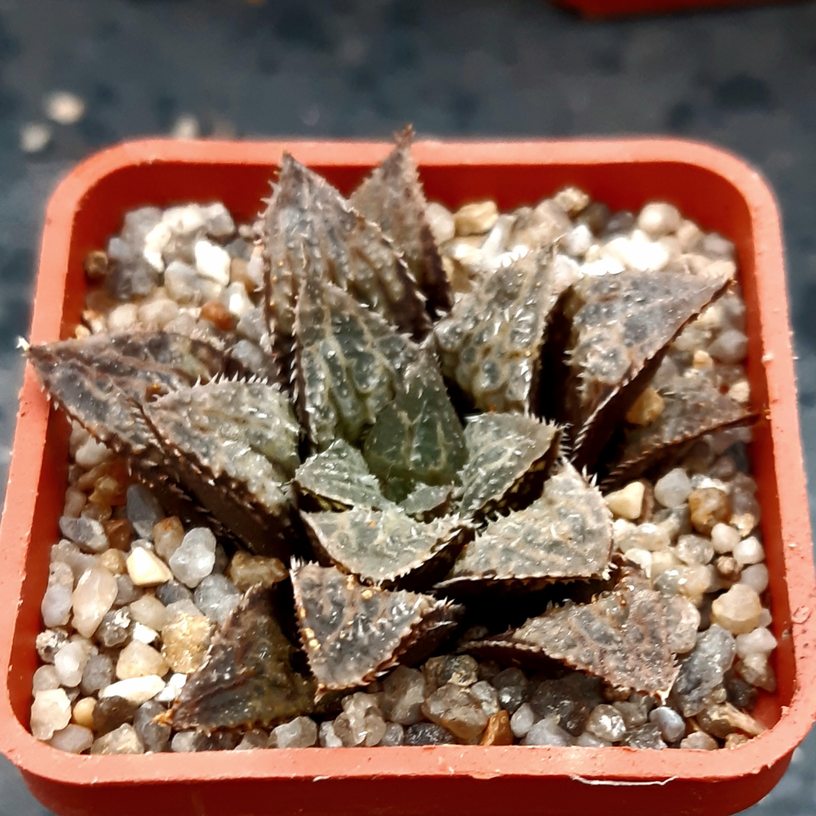 Haworthia selection #12