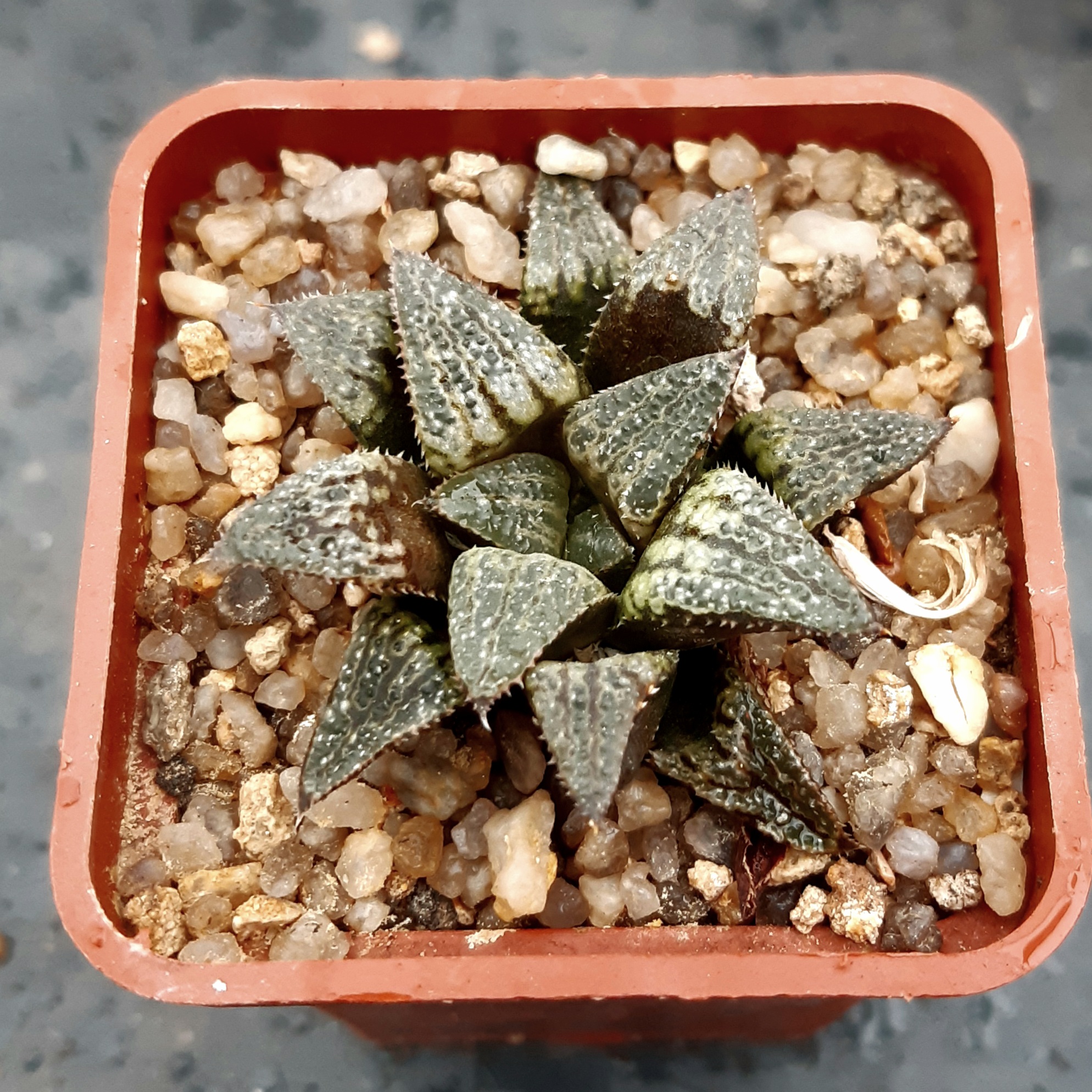 Haworthia selection