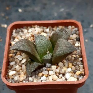 Haworthia splendens