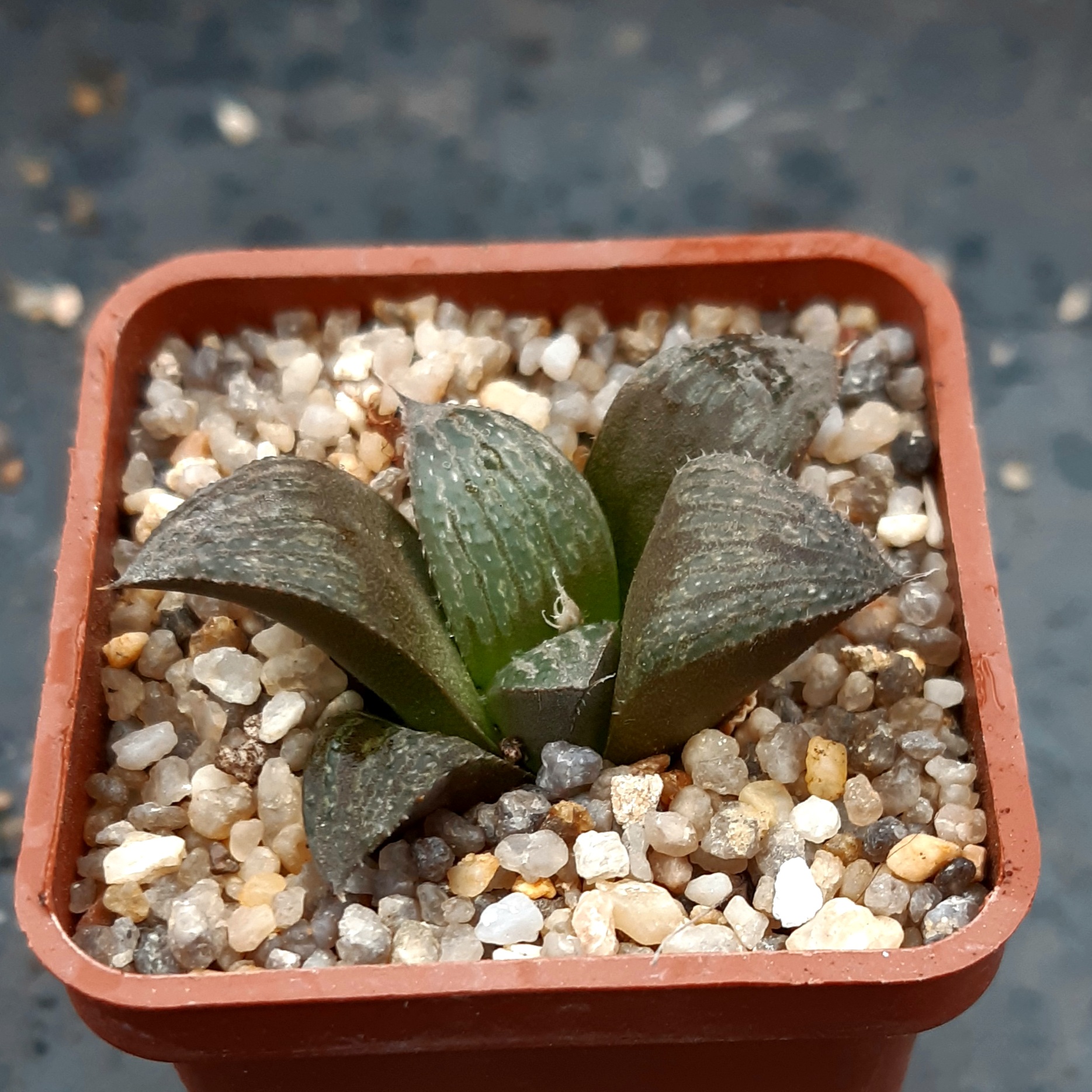 Haworthia splendens