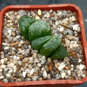 Haworthia mutica selection ('M-11')