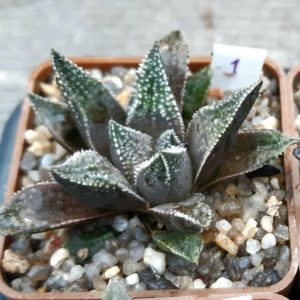 Haworthia selection #1