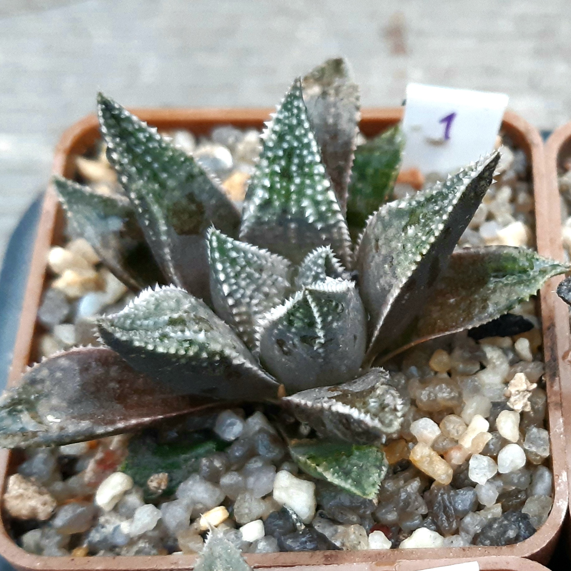 Haworthia selection #1