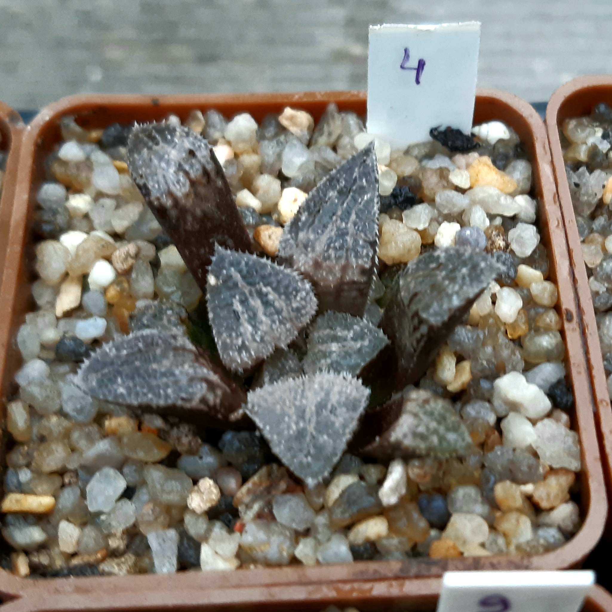 Haworthia selection #4