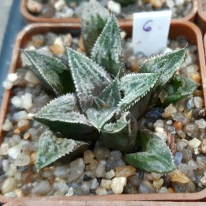 Haworthia selection #6