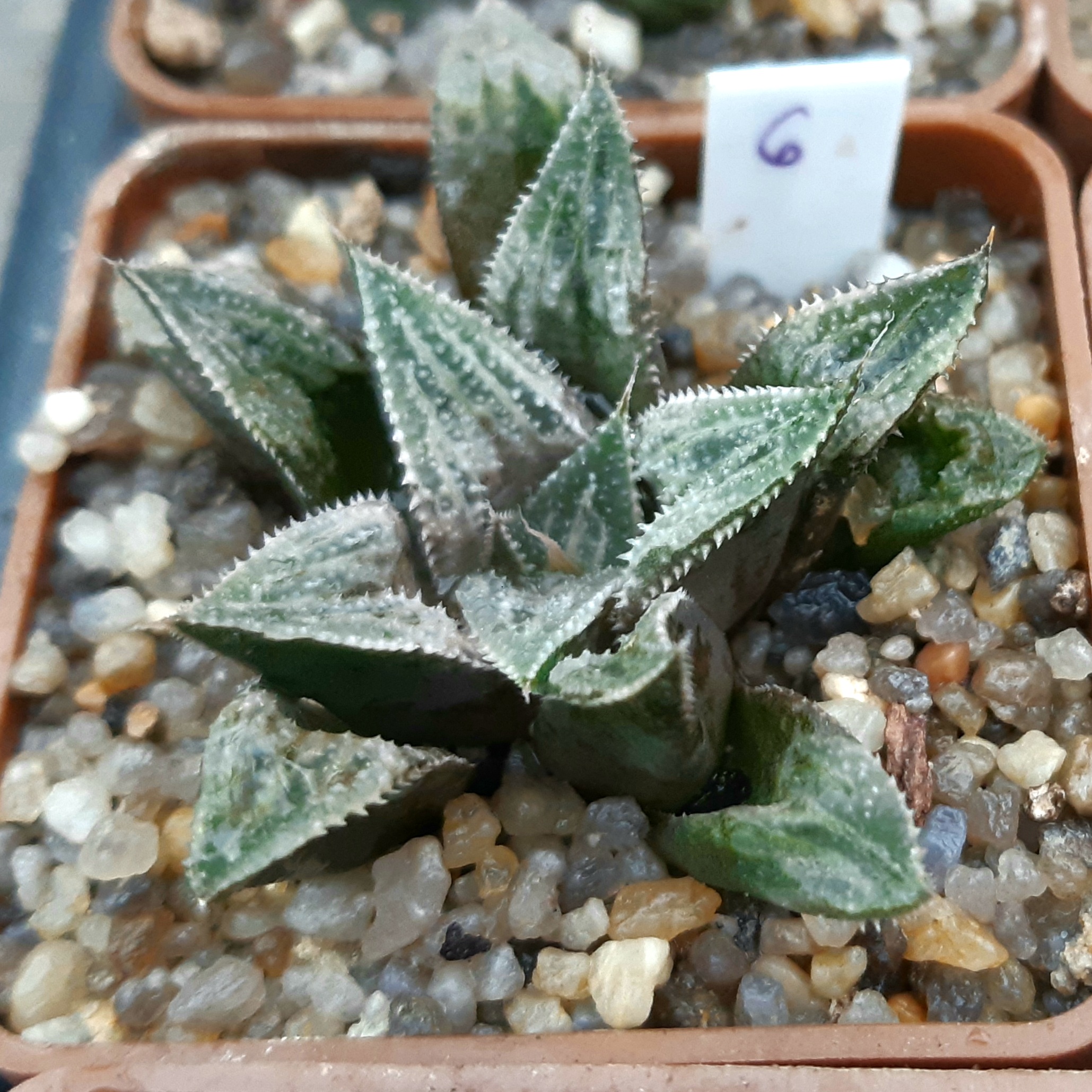 Haworthia selection #6