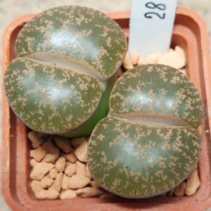 2815 Lithops lesliei -Pietersburg form- весь горщик , вік 6 років
