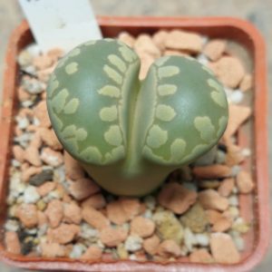 2925 Lithops otzeniana -Brakfontein- Green