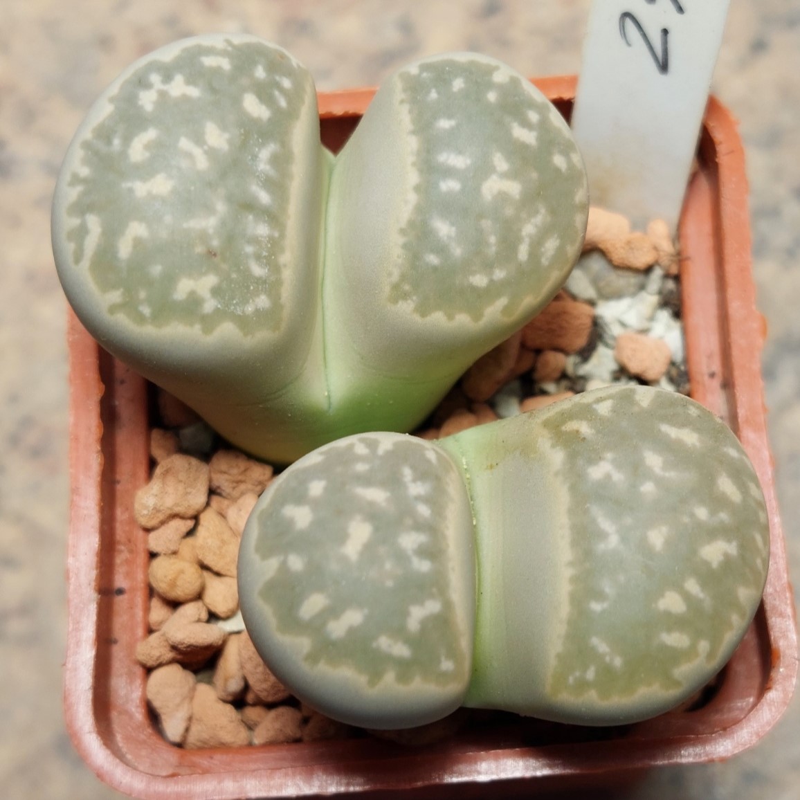 2985 Lithops marmorata весь горщик , вік 6 років