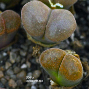 насіння conophytum praesectum 10 km of Poffader seeds