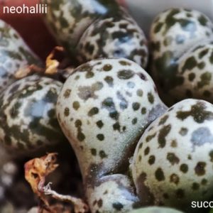 насіння conophytum pellucidum neochallii
