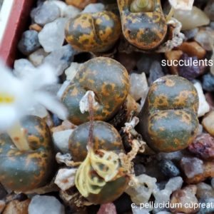 насіння conophytum pellucidum cupreatum seeds