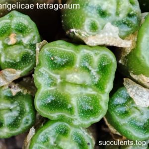 насіння conophytum angelicae ssp tetragonum 1410.64