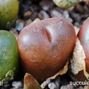 насіння conophytum schuldtii seeds