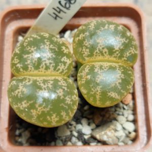 4468 Lithops lesliei весь горщик , вік 6 років