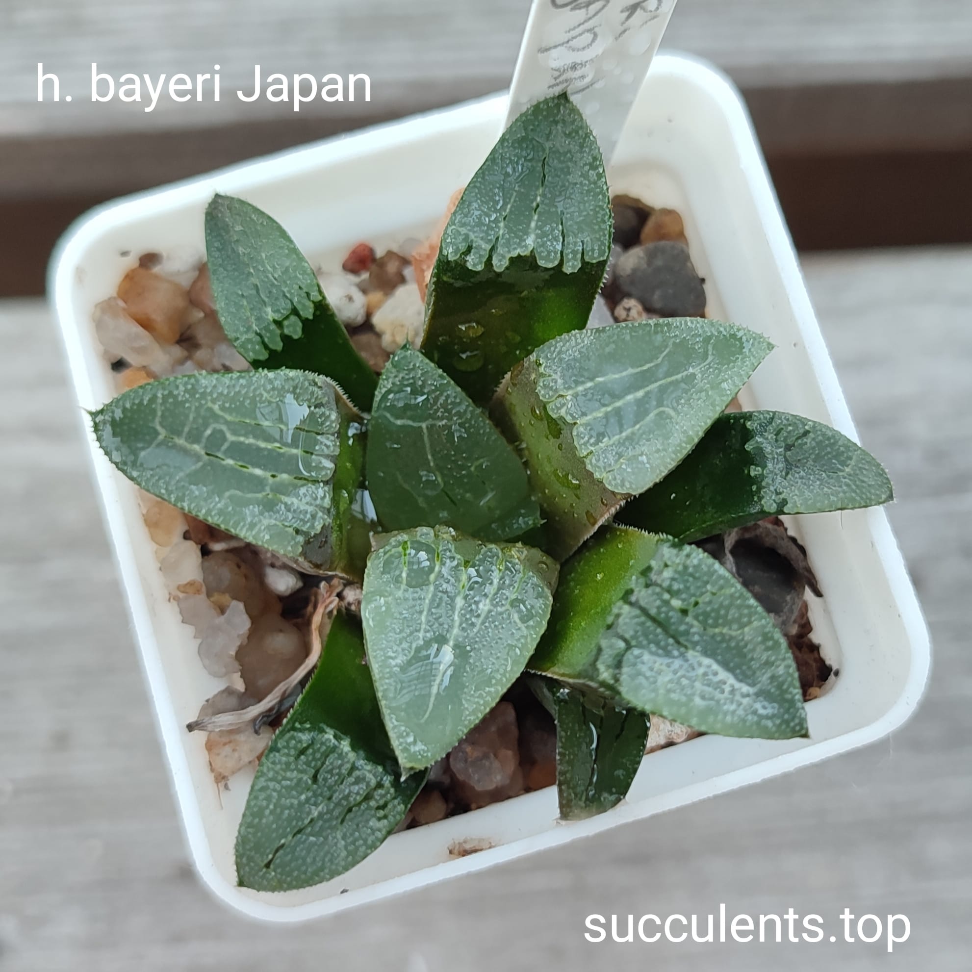 haworthia bayeri Japan