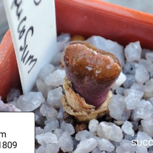 conophytum verrucosum 1809