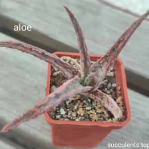 aloe cv