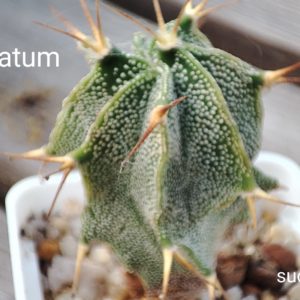 astrophytum Ornatum