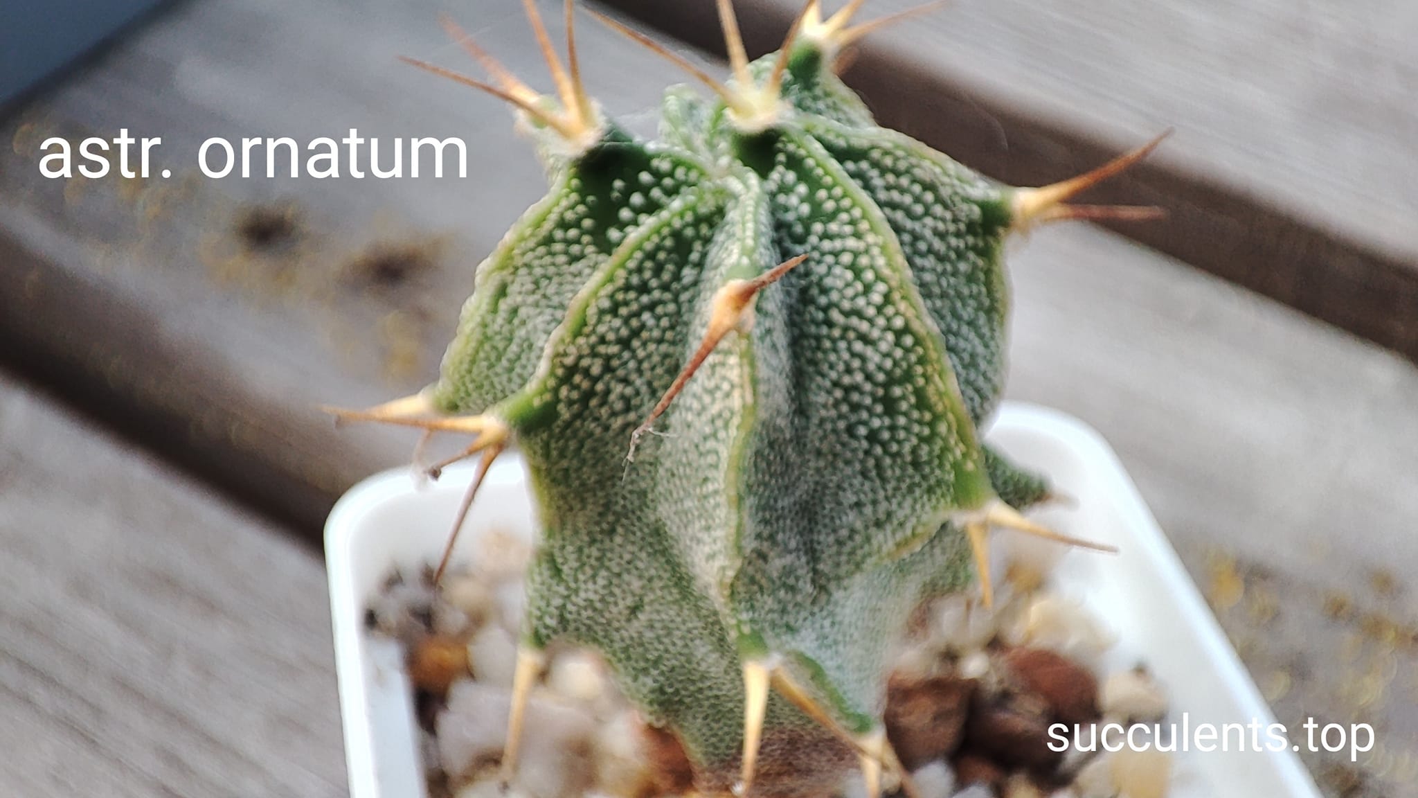 astrophytum Ornatum