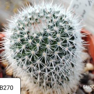 mammillaria kislingii SB270
