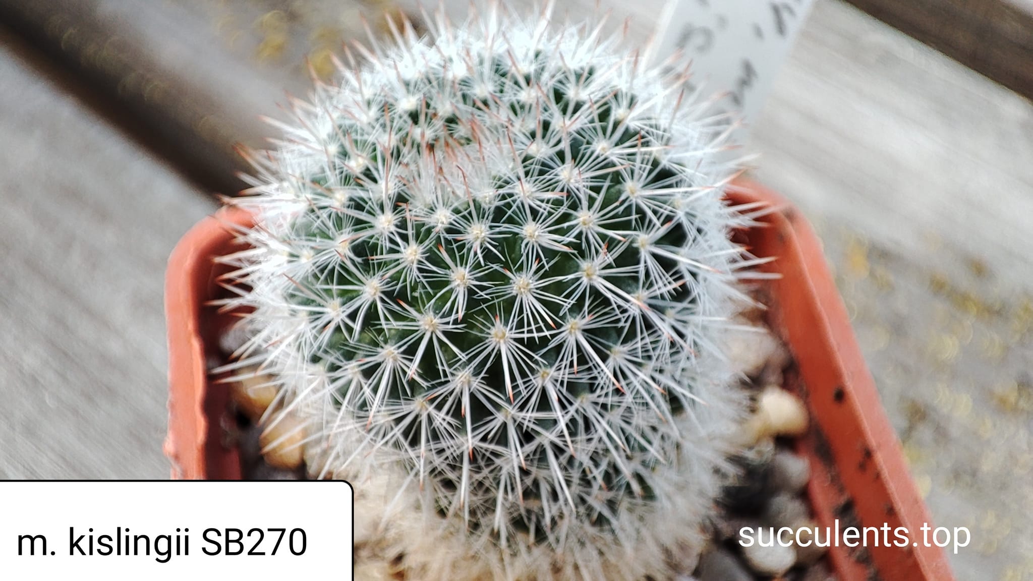 mammillaria kislingii SB270