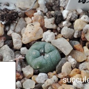 lophophora viridescens MS1199