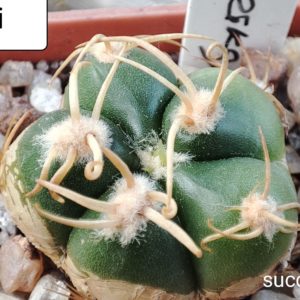gymnocalycium horstii