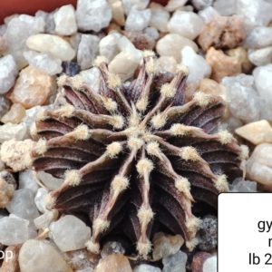 gymnocalycium michnovichii aqua dulce LB2178