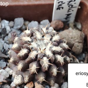 eriosyce heinrichiana El Trapiche
