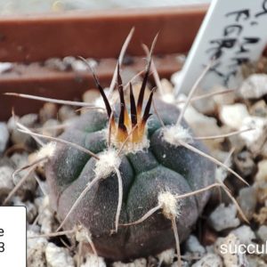gymnocalycium mazanenze v. ferox LB1243